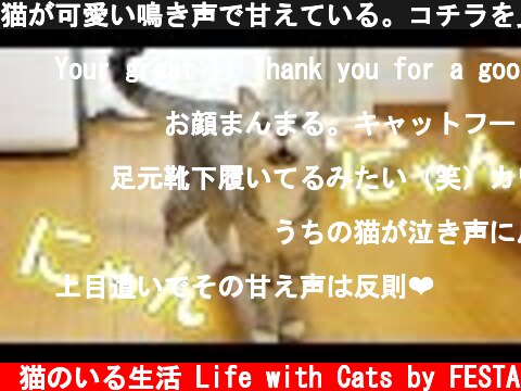 猫が可愛い鳴き声で甘えている。コチラを見つめながら喋る猫【猫 鳴き声 かわいい】  (c) 猫のいる生活 Life with Cats by FESTA